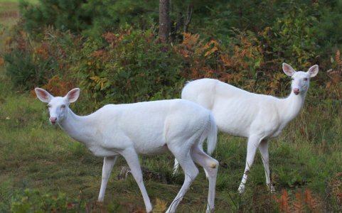 Albino-Deer-2011Sep15_3133-1.jpeg