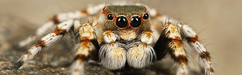 jumpingspider.jpg